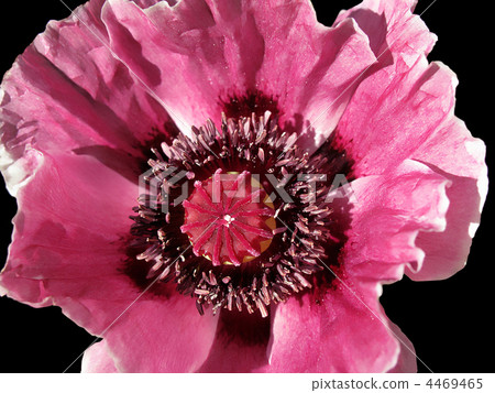 poppy flower poppy flower 4469465