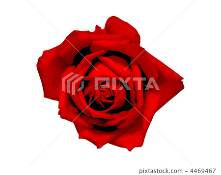 beautiful red rose beautiful red rose 4469467