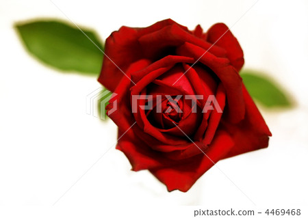 closeup of red rose closeup of red rose 4469468
