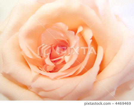 delicate pink rose delicate pink rose 4469469