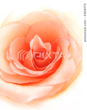 delicate pink rose 4469470