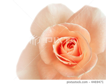 beautiful pink rose isolated on white beautiful pink rose isolated on white 4469471