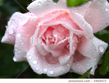 gentle pink rose with water drops gentle pink rose with water drops 4469472