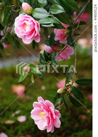 山茶花 山茶花 4469524