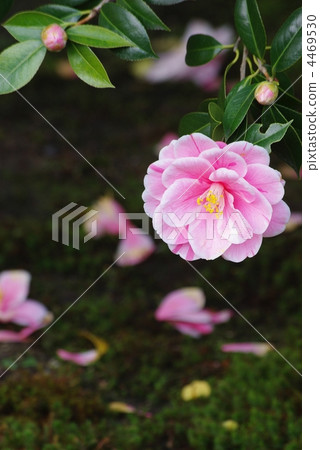 山茶花 山茶花 4469530
