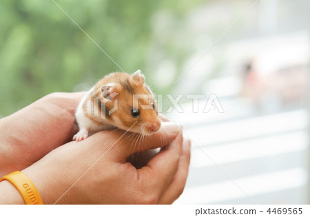 Hamster 4469565