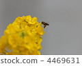 蜜蜂 八 8 4469631