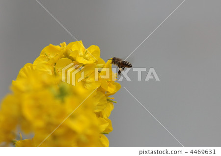 bee, hive bee, honeybee 4469631
