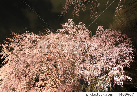 Komagome / Rikugien garden garden tree foliage cherry light up 4469667