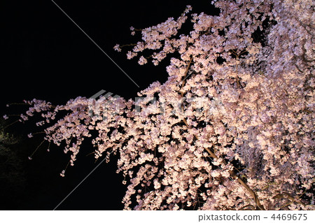 Komagome / Rikugien花園花園樹葉櫻桃點亮 4469675