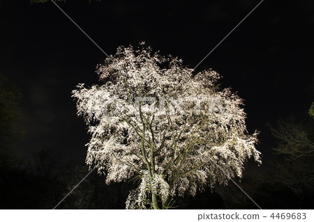 Komagome / Rikugien garden green foliage cherry light up 4469683