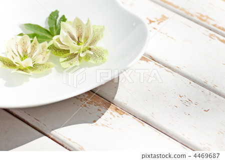 在白色的白色 在白色的白色 4469687