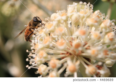 蜜蜂和水母花 4469689