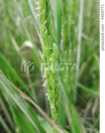 Rice flowers 4469771