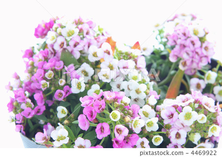Alyssum 4469922