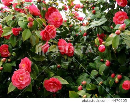 Camellia Camellia 4470205