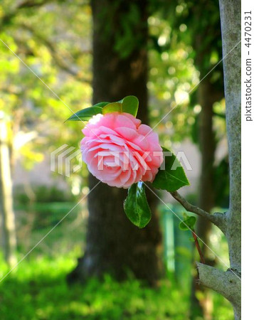 Cute camellia Cute camellia 4470231