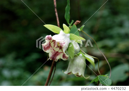 黨參 黨參 4470232