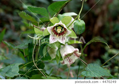 Turunjin Turunjin 4470249