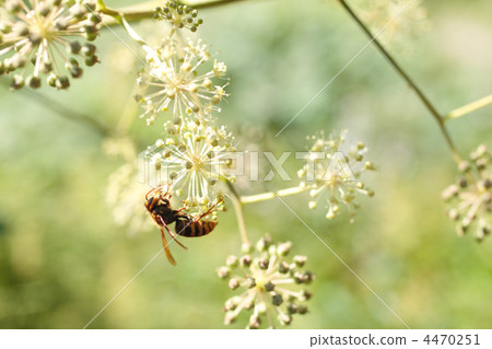 蜜蜂和植物 蜜蜂和植物 4470251