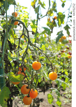 櫻桃西紅柿 櫻桃西紅柿 4470252