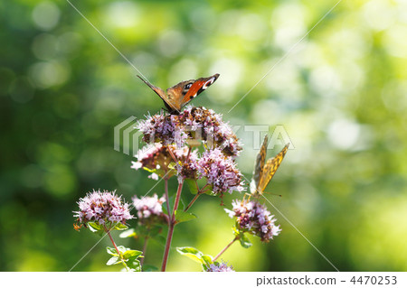 蝴蝶和鮮花 4470253