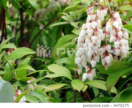 Daeda Dunziae Daeda Dunziae 4470275