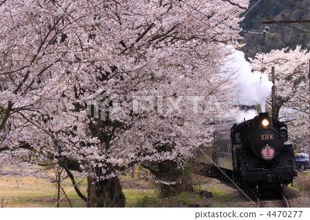 櫻花隧道 櫻花 櫻 4470277
