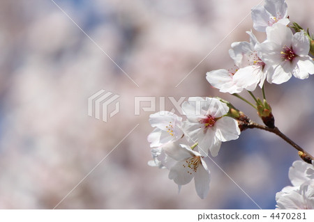 Cherry Blossoms Cherry Blossoms 4470281