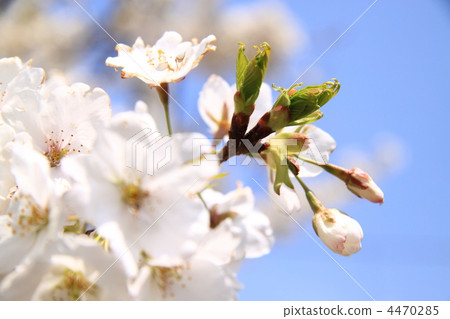 bloom, blossom, blossoms 4470285