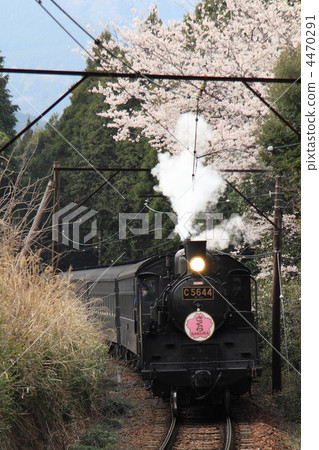蒸汽機車 大井川鐵道 櫻花 4470291