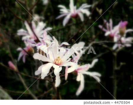 Kobushi flower Kobushi flower 4470304