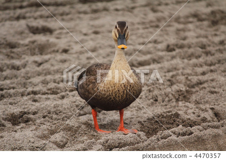鳥兒 鳥 沙地 4470357