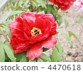 bloom, blossom, blossoms 4470618