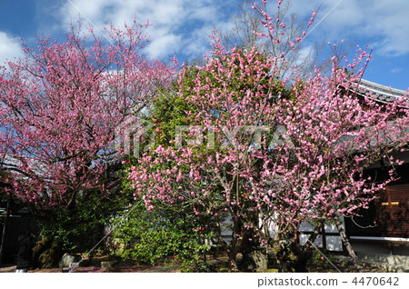 在京都Senkyuji的梅花 在京都Senkyuji的梅花 4470642
