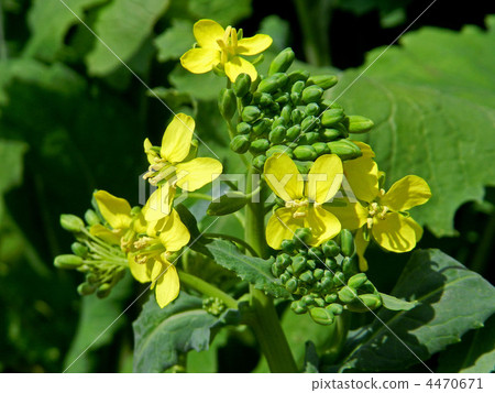 Flower of small turnip (tow standing) 4470671