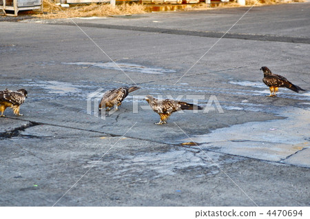 black kite, hawk, eagle 4470694