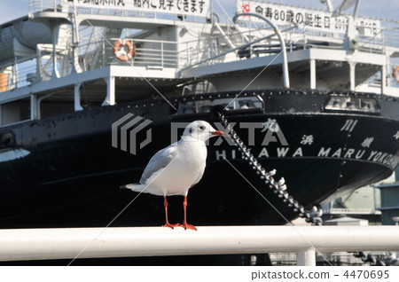 紅嘴鷗 百合海鷗 百合海鷗號 4470695