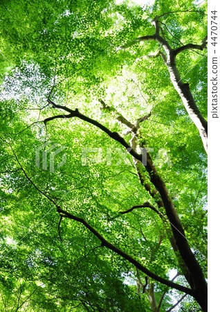 Momiji group leaves 4470744