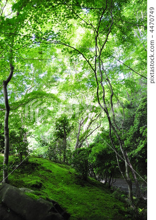 Momiji group leaves 4470749