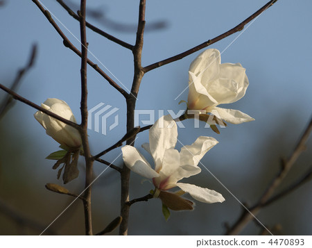 花 辛夷花 木筆花 4470893