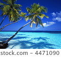 Seas and palms 4471090