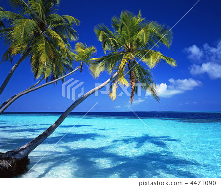 Seas and palms Seas and palms 4471090