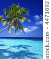 Seas and palms 4471092