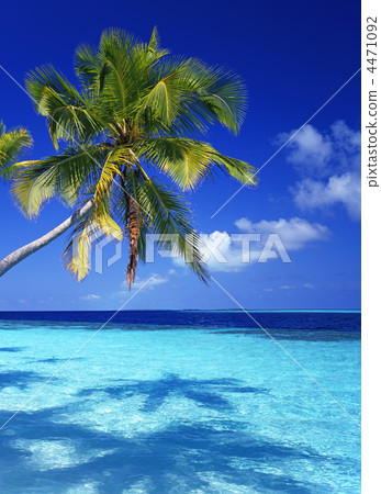 Seas and palms Seas and palms 4471092