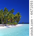 Seas and palms 4471093