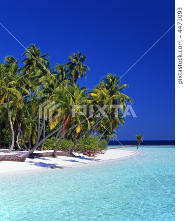 Seas and palms Seas and palms 4471093