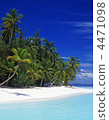 Seas and palms 4471098