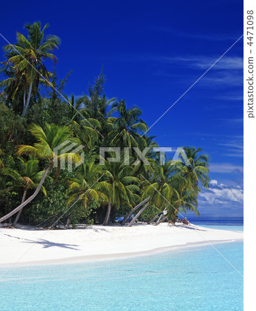 Seas and palms Seas and palms 4471098