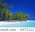 Seas and palms 4471112